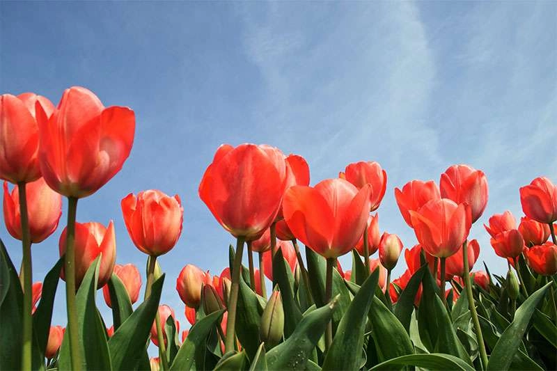100+ Hình Nền Hoa Tulip Cho Máy Tính Full HD Chất Lượng Căng Nét